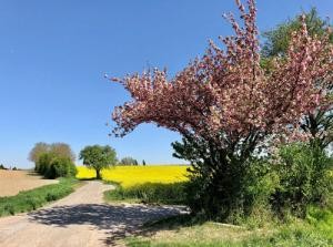 Feldweg inmitten der Kraichgauhügeln, Baum in Frühjahrsblüte