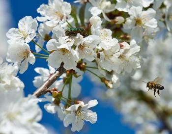 Eine Biene fliegt auf Kirschblüten zu