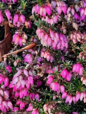 Biene in einem rosa Blütenmeer