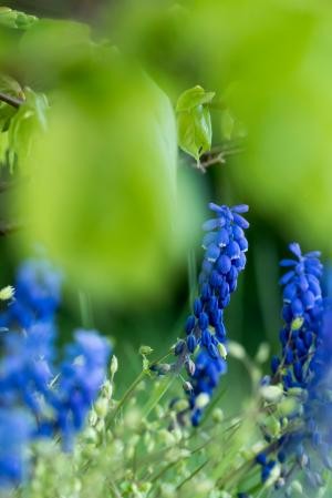 Blaue Blüten auf grüner Wiese
