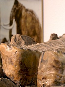 Stoßzahn eines Mammuts, im Hintergrund Mammut 