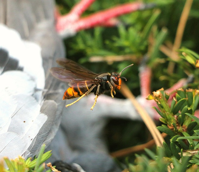Asiatische Hornisse im Flug