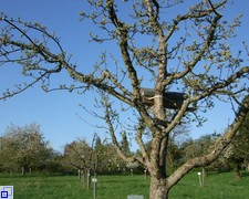 Obstbaum mit Steinkauzröhre